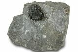 Bargain, Detailed Gerastos Trilobite Fossil - Morocco #311244-3